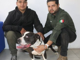 🐾💚 Gordo, un pitbull rescatado en VNSA