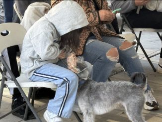 Municipio de Aguascalientes e ISSEA realizarán esterilizaciones gratuitas durante el mes de marzo