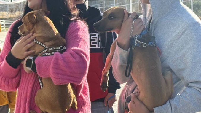 Llevará Municipio de Aguascalientes el Quirófano veterinario móvil a Cañada Honda y a la Línea Verde