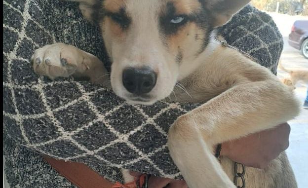 Realizarán Municipio de Aguascalientes e ISSEA nueva Campaña de esterilización canina y felina