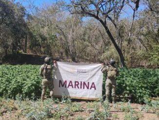 Marina destruye plantíos de marihuana e incauta 4 mil litros de precursores químicos en Sinaloa