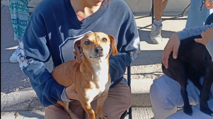 Municipio de Aguascalientes e ISSEA invitan a Jornada de esterilización para perros y gatos en la colonia Insurgentes