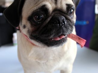 Aprovecha servicios veterinarios sin costo en Cosío, Jesús María y Calvillo