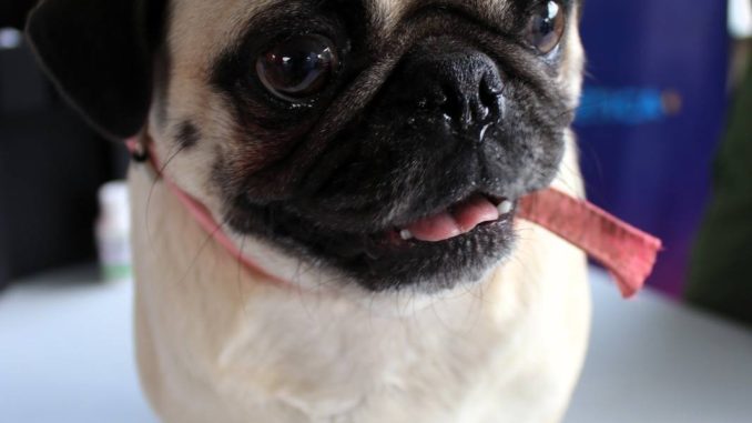 Aprovecha servicios veterinarios sin costo en Cosío, Jesús María y Calvillo