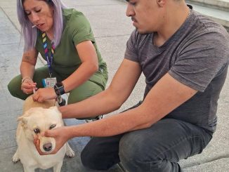 🐾💚 Servicios gratuitos para quienes más queremos
