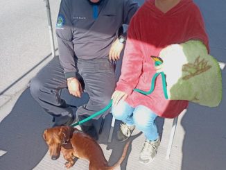 Municipio e ISSEA realizarán esterilizaciones caninas y felinas en el CEDECO Rodolfo Landeros