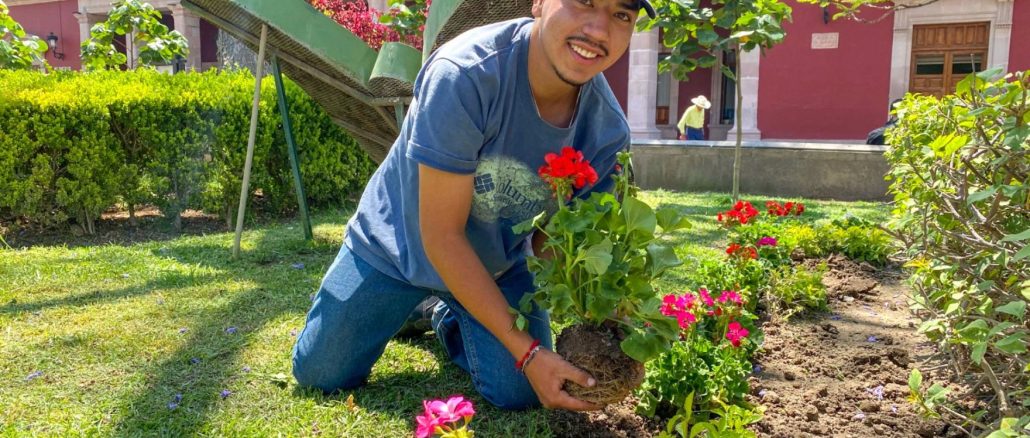 Municipio de Aguascalientes impulsa el embellecimiento urbano con la plantación de 300 malvas