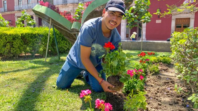 Municipio de Aguascalientes impulsa el embellecimiento urbano con la plantación de 300 malvas