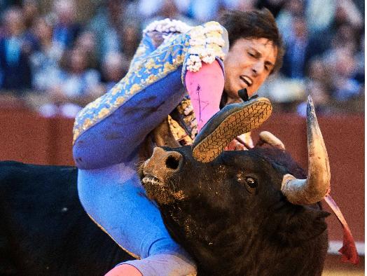 Video: Roca Rey sufre cornada en La Maestranza de Sevilla