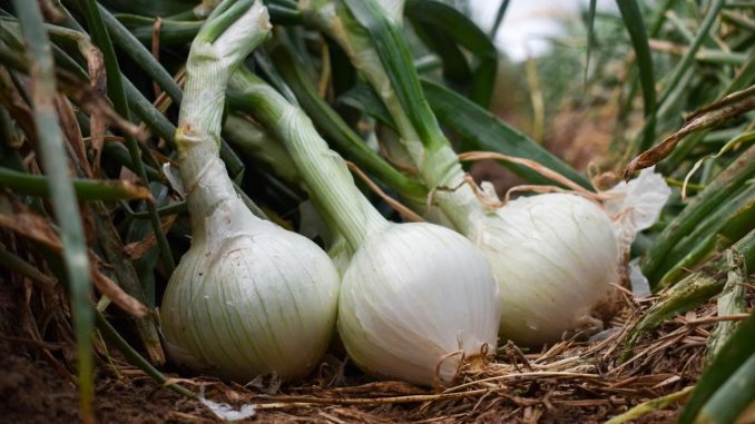 13 mil toneladas de cebolla produce al año el campo de Aguascalientes