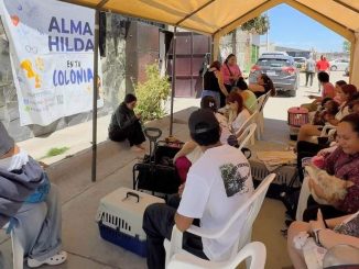 Continúan las Jornadas de Esterilización de perros y gatos que promueve Alma Hilda