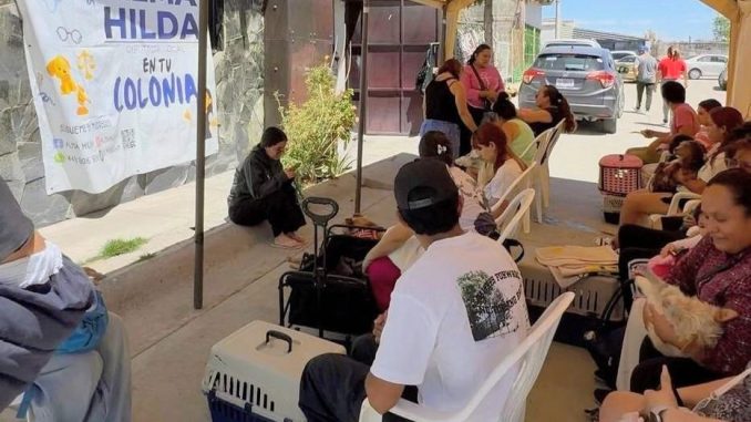 Continúan las Jornadas de Esterilización de perros y gatos que promueve Alma Hilda