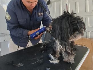 Este viernes, habrá servicios veterinarios gratuitos en Pabellón de Arteaga