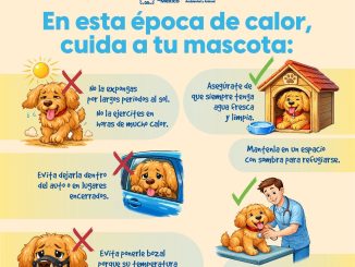 En esta época de calor, cuida a tu Mascota  🐾☀️