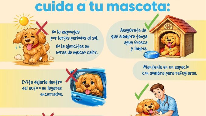 En esta época de calor, cuida a tu Mascota  🐾☀️