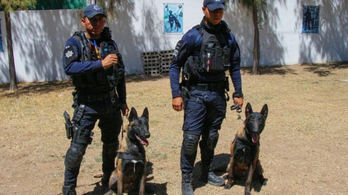 Fortalece la Unidad K9 de la Policía Municipal labores de Seguridad en Aguascalientes