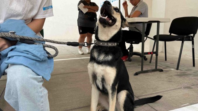 Realizarán Jornada de esterilización canina y felina en el Barrio de la Purísima y en Cumbres 3