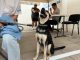Realizarán Jornada de esterilización canina y felina en el Barrio de la Purísima y en Cumbres 3