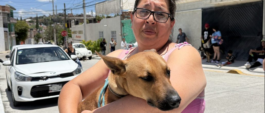 Municipio de Aguascalientes e ISSEA realizarán nueva Jornada de Esterilización canina y felina