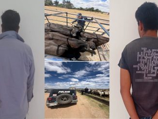Policías Estatales de Aguascalientes aseguran en el Municipio de Cosío cinco cabezas de ganado que tenían reporte de robo, detienen a dos personas al momento de realizar la compra venta
