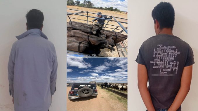 Policías Estatales de Aguascalientes aseguran en el Municipio de Cosío cinco cabezas de ganado que tenían reporte de robo, detienen a dos personas al momento de realizar la compra venta