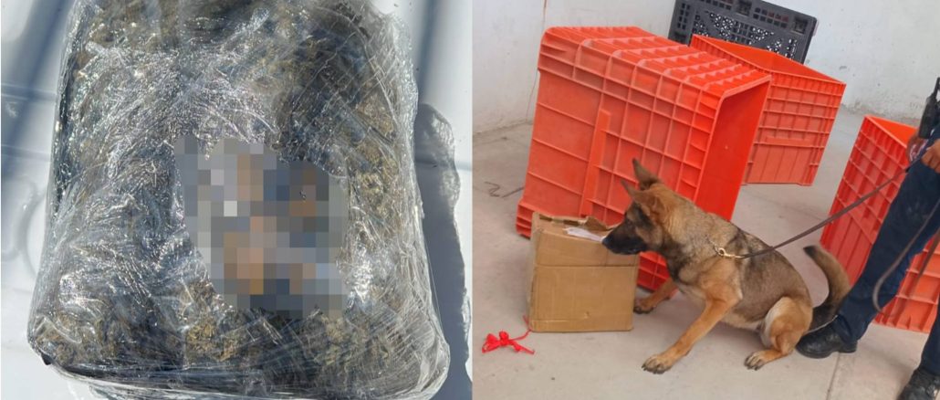Policías Estatales localizan en empresa de paquetería una cajaque contenía aproximadamente un kilo de hierba verde al parecer marihuana