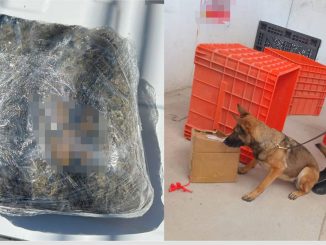 Policías Estatales localizan en empresa de paquetería una cajaque contenía aproximadamente un kilo de hierba verde al parecer marihuana