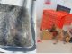 Policías Estatales localizan en empresa de paquetería una cajaque contenía aproximadamente un kilo de hierba verde al parecer marihuana