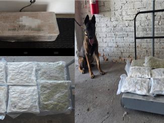 Policías Estatales aseguran aproximadamente 4 kilogramos de hierba verde en empresa de paquetería al norte de la ciudad de Aguascalientes