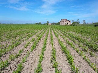 Impulsan mejores cultivos en el campo con entrega de semilla mejorada a productores de temporal