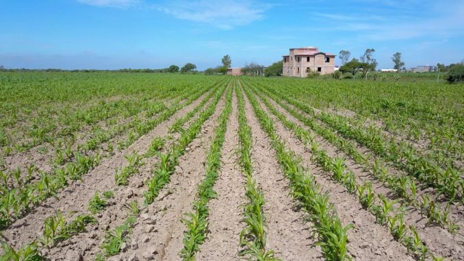 Impulsan mejores cultivos en el campo con entrega de semilla mejorada a productores de temporal
