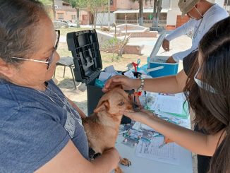 🐾💚 Más de 186 servicios veterinarios gratuitos fueron acercados