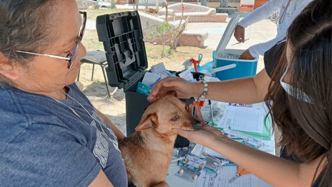 🐾💚 Más de 186 servicios veterinarios gratuitos fueron acercados