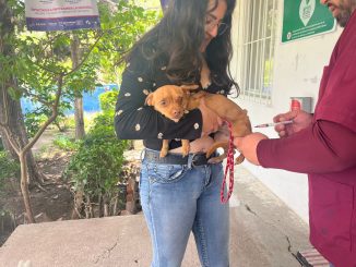 Protege a tus Mascotas con vacunas gratuitas, del 17 al 23 de mayo