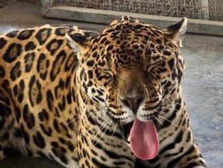 ¿Quieres conocer a los habitantes del Refugio de Fauna Silvestre en el parque Rodolfo Landeros?