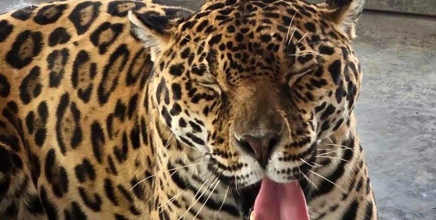¿Quieres conocer a los habitantes del Refugio de Fauna Silvestre en el parque Rodolfo Landeros?