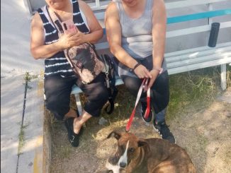 Anuncian Municipio de Aguascalientes e ISSEA Campaña de esterilización canina y felina en VNSA