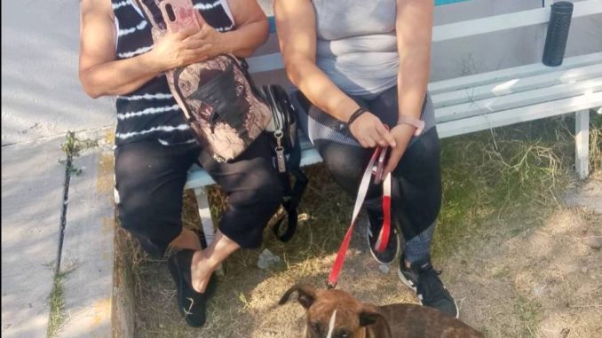 Anuncian Municipio de Aguascalientes e ISSEA Campaña de esterilización canina y felina en VNSA