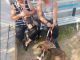 Anuncian Municipio de Aguascalientes e ISSEA Campaña de esterilización canina y felina en VNSA