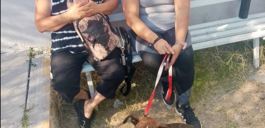 Anuncian Municipio de Aguascalientes e ISSEA Campaña de esterilización canina y felina en VNSA