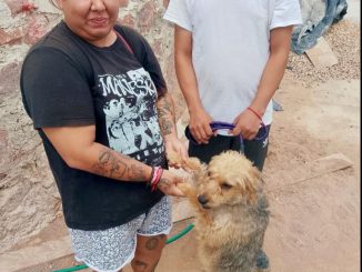 Llegarán nuevos servicios de esterilización canina y felina a VNSA