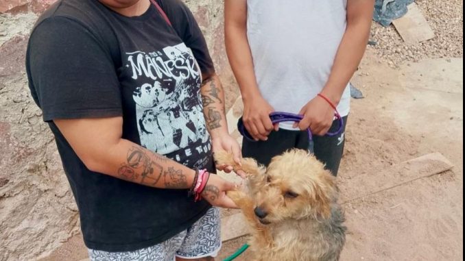 Llegarán nuevos servicios de esterilización canina y felina a VNSA