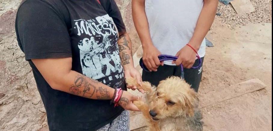 Llegarán nuevos servicios de esterilización canina y felina a VNSA