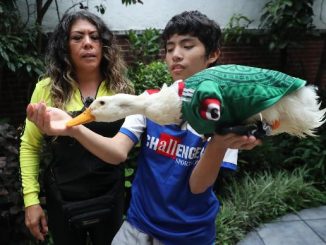 ¿Puede el pato ‘Merlín’ entrar al México vs Chequia del Mundial 2026?