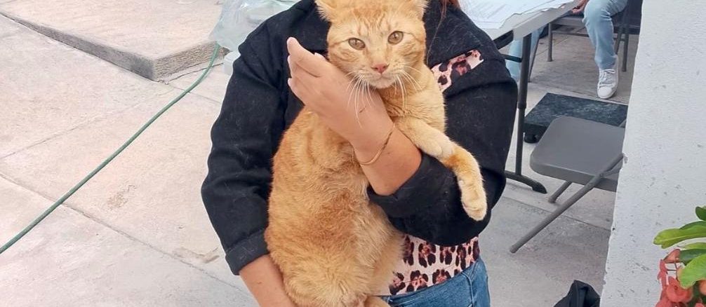 Municipio de Aguascalientes e ISSEA llevarán Jornada de Esterilización canina y felina a Pilar Blanco
