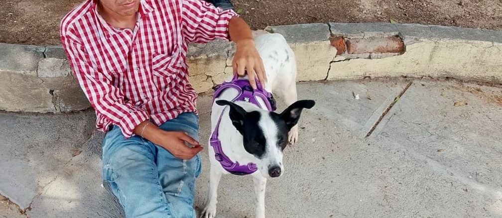 Municipio e ISSEA realizarán nueva Jornada de esterilización canina y felina en Cañada Honda