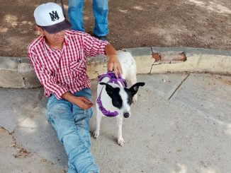 Municipio e ISSEA realizarán nueva Jornada de esterilización canina y felina en Cañada Honda