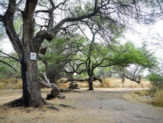Con hechos, el primer paso para un Proyecto Verde que deje huella