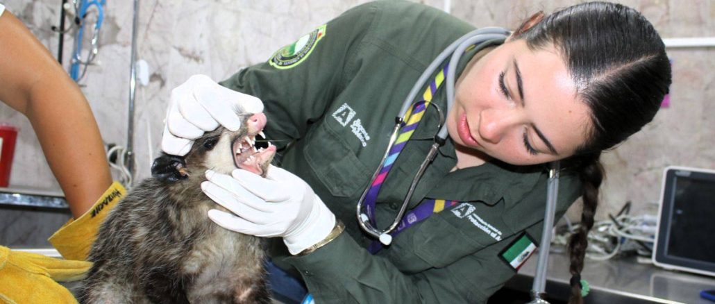 💙 Un pequeño visitante silvestre nos recordó la importancia de convivir en armonía con la naturaleza