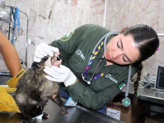💙 Un pequeño visitante silvestre nos recordó la importancia de convivir en armonía con la naturaleza